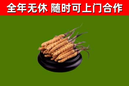 东安区回收散虫草