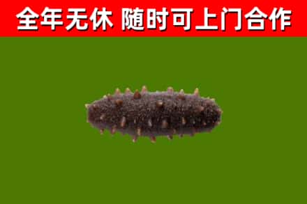 东安区回收海参干
